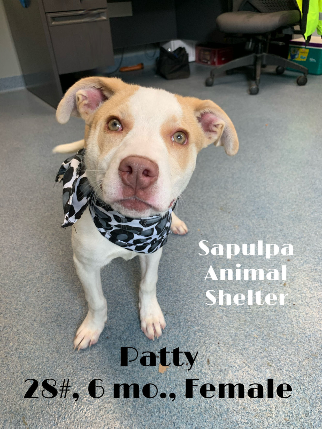 Patty